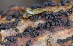 Cenangium ferruginosum