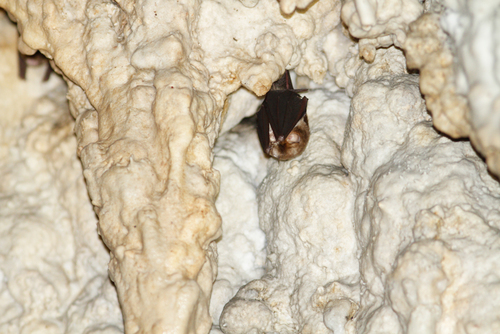 Aselliscus stoliczkanus