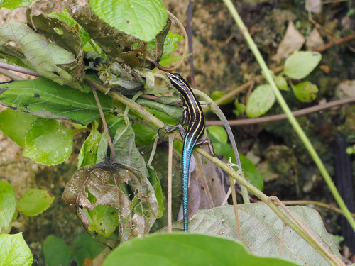 Emoia caeruleocauda observed 2023-10-25