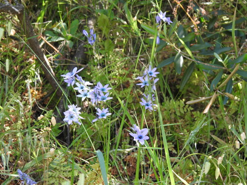 Image of Ixia polystachia by (c) Noeleen du Toit, some rights reserved (CC BY-SA)