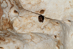 Aselliscus stoliczkanus