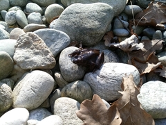 Rana latastei