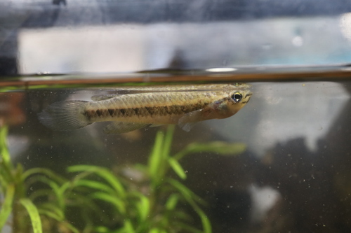 Savanna killi (Epiplatys spilargyreius) — Nothobranchiidae — 2
