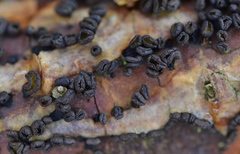 Cenangium ferruginosum