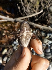 Rana latastei