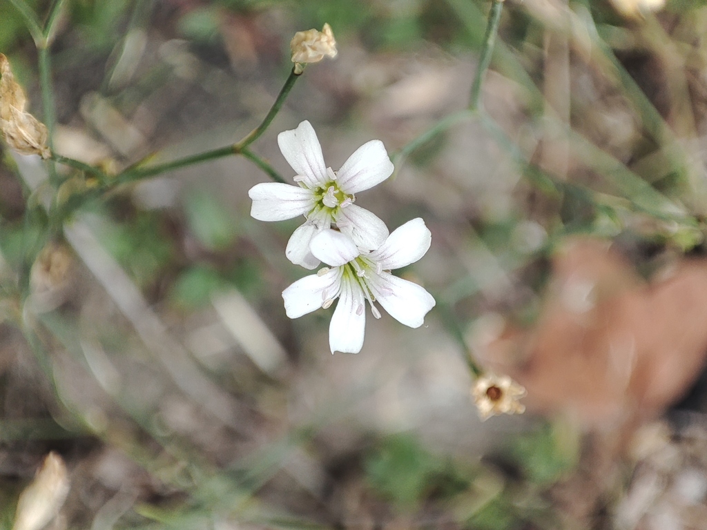 Tunicflower from Ле Шатель, 73300 Ла Тур-ан-Морьен, Франция on July 28 ...