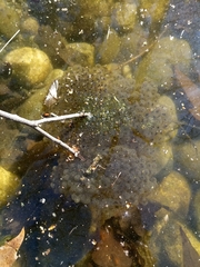 Rana latastei