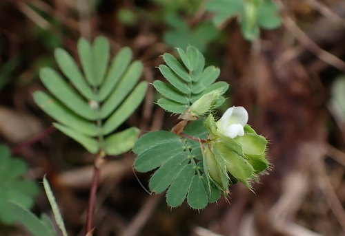 Smithia ciliata iNat (1)