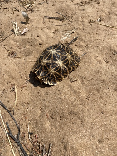 Serrated Tortoise