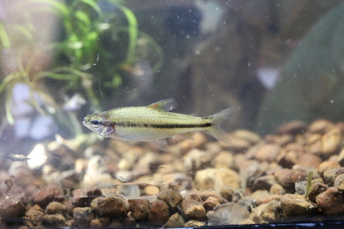 Onestripe tetra (Neolebias unifasciatus) — Distichodontidae