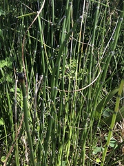 Equisetum hyemale
