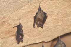 Hipposideros armiger