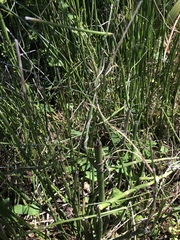 Equisetum hyemale