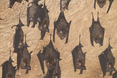 Hipposideros armiger