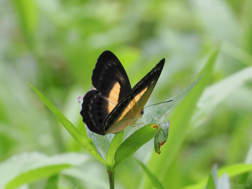 Algia felderi