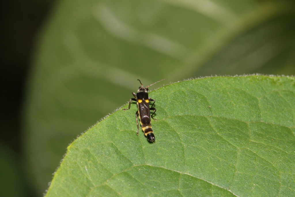 Trypherus nigrinus from 日本、〒1930843 東京都八王子市廿里町 on June 4, 2016 at 10