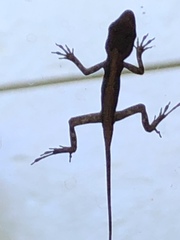 Anolis schwartzi