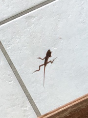 Anolis schwartzi