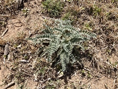 Astragalus mollissimus