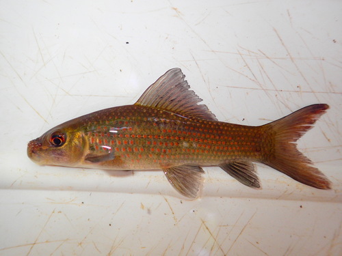 African carp (Labeo coubie) — Cyprinidae — 2
