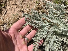 Astragalus mollissimus