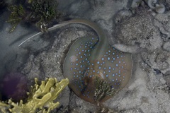 Oceania Fantail Ray photo 5