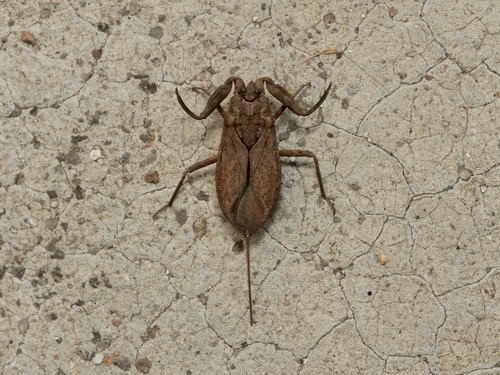 Eurasian Water Scorpion