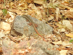 Aspidoscelis costatus