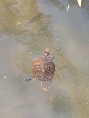 Trachemys scripta elegans