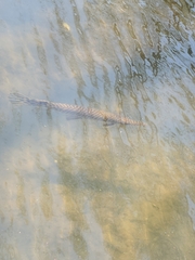 Lepisosteus oculatus