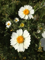 Layia pentachaeta albida