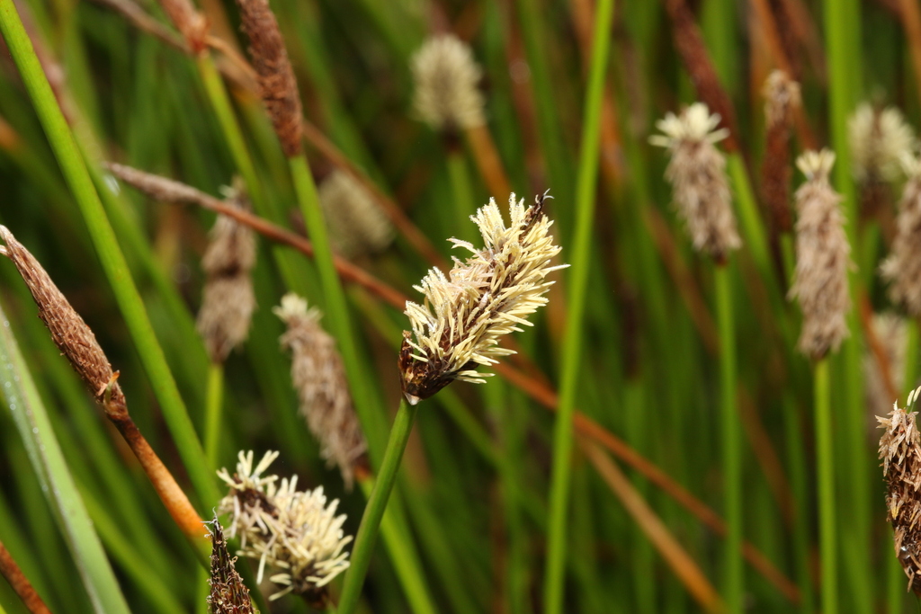 Eleocharideae