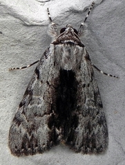 Catocala gracilis