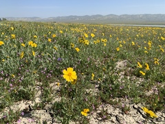 Leptosyne calliopsidea