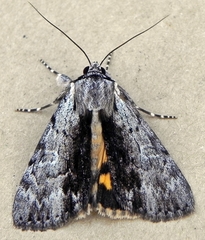 Catocala gracilis
