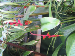 Heliconia rostrata