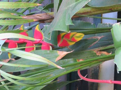 Heliconia rostrata