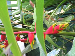 Heliconia rostrata