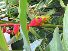 Heliconia rostrata