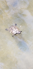 Trachemys scripta