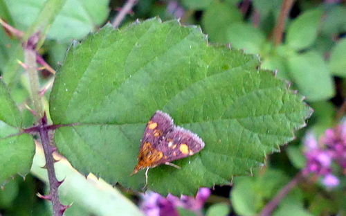 Pyrausta aurata