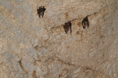 Hipposideros lylei
