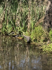 Alligator mississippiensis