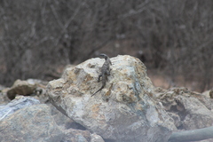 Ctenosaura pectinata