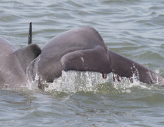 Xenobalanus globicipitis