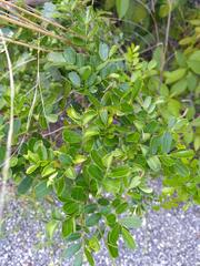 Ardisia revoluta