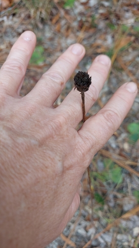 Image of Helianthus radula by (c) Athena Philips, some rights reserved (CC BY)