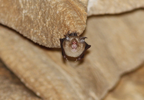 Croslet Horseshoe Bat