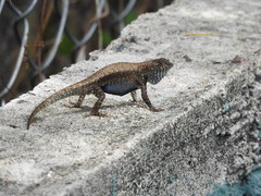 Sceloporus nelsoni