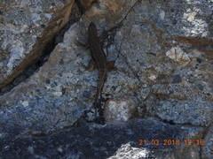 Sceloporus nelsoni